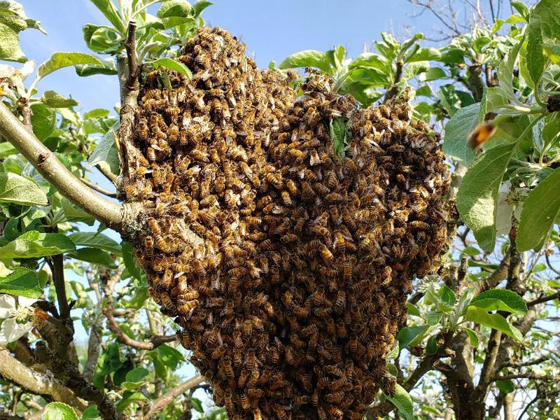 Bee Swarm Catching service