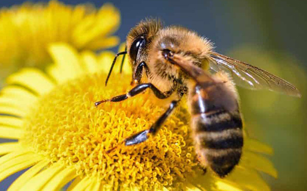Support the Honey Bee and beekeeping.