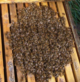 Bees huddeling